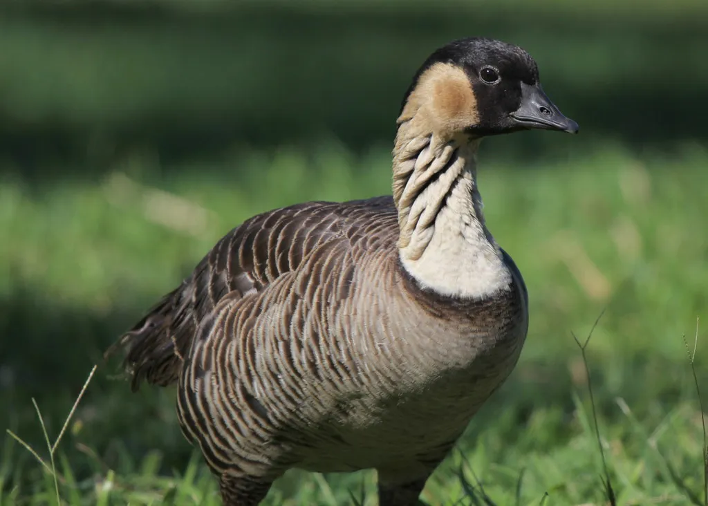 Nēnē: The Volcano Goose That Came Back From the Edge (Jason Crotty, Flickr, CC BY 2.0)