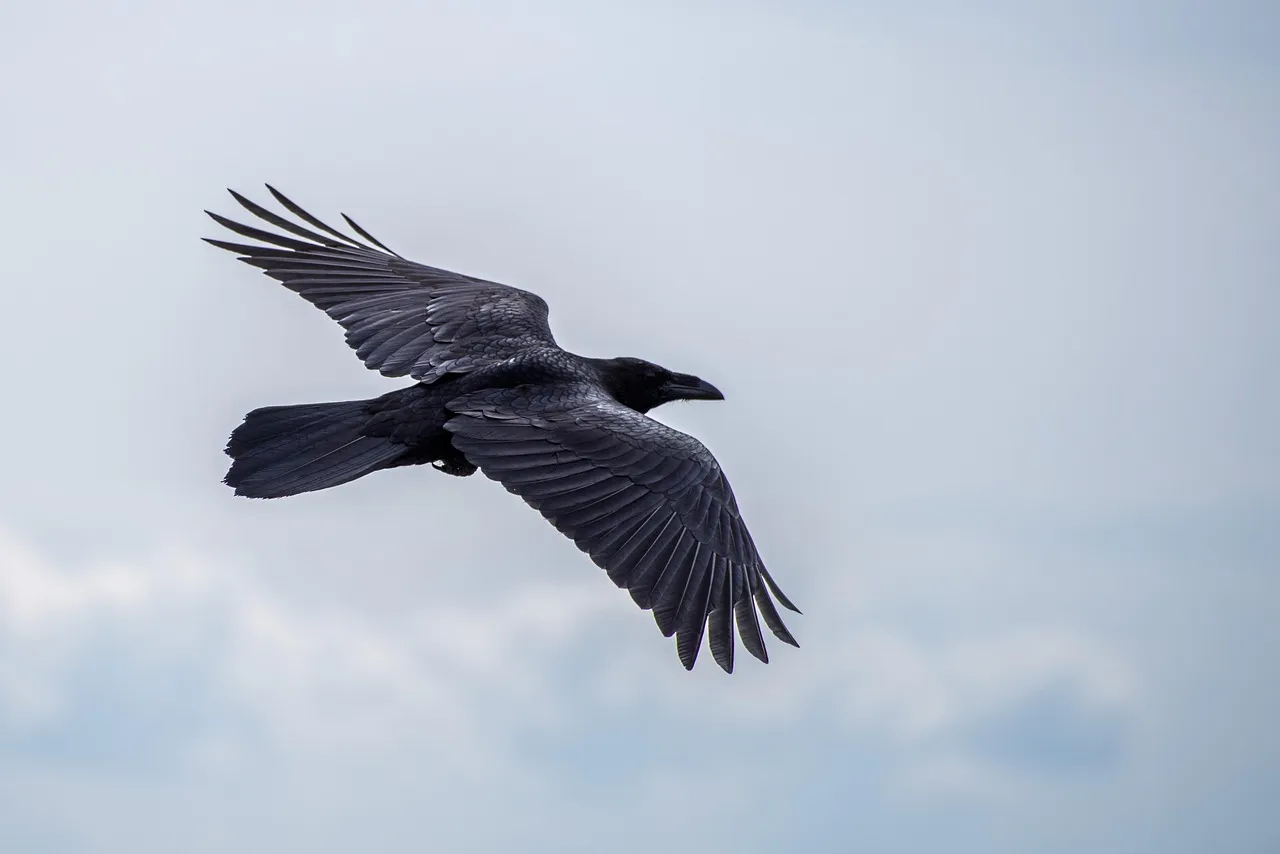 How to Respond to a Crow's Attention (Image Credits: Pixabay)
