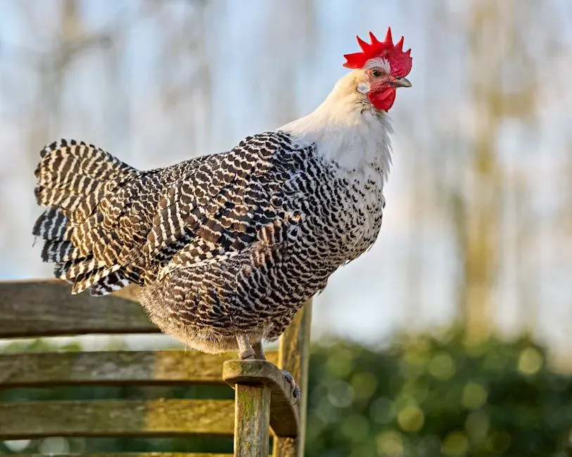 #10. The Dominique's Near-Extinct Cousin: The Campine (Image Credits: Pexels)