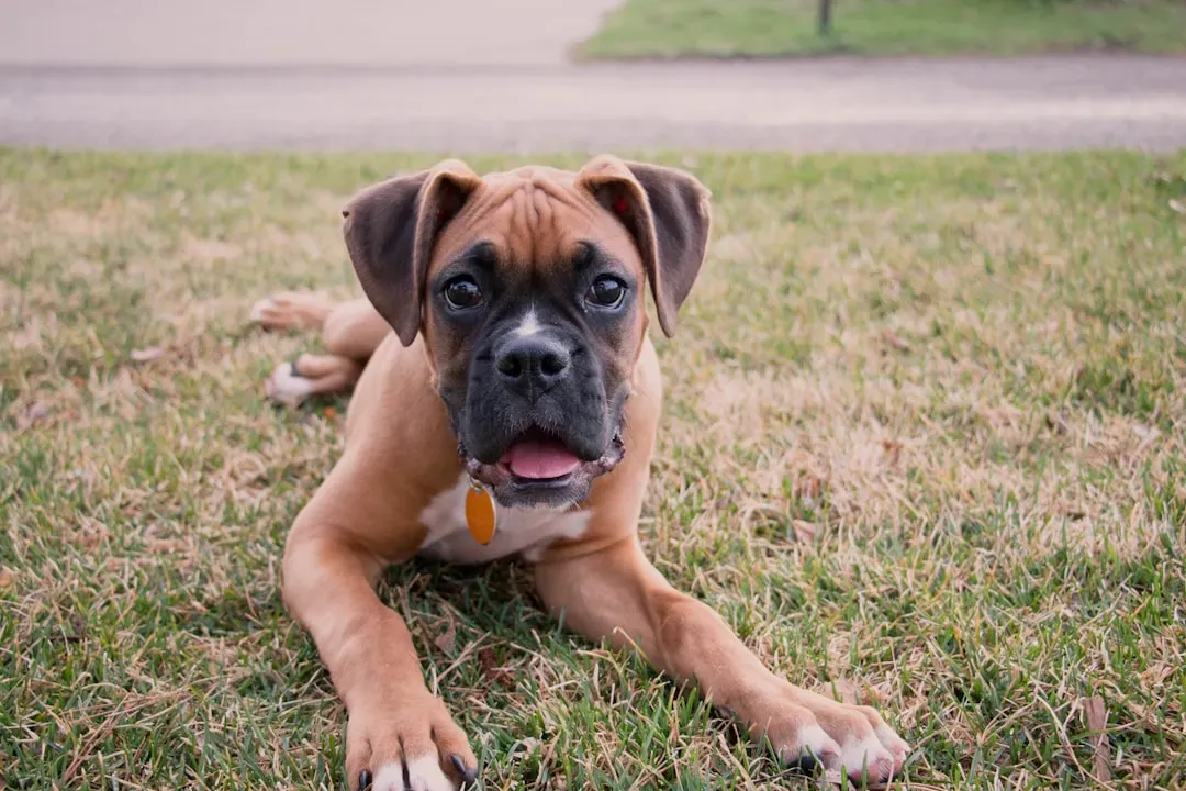 #12: Boxer (Image Credits: Unsplash)
