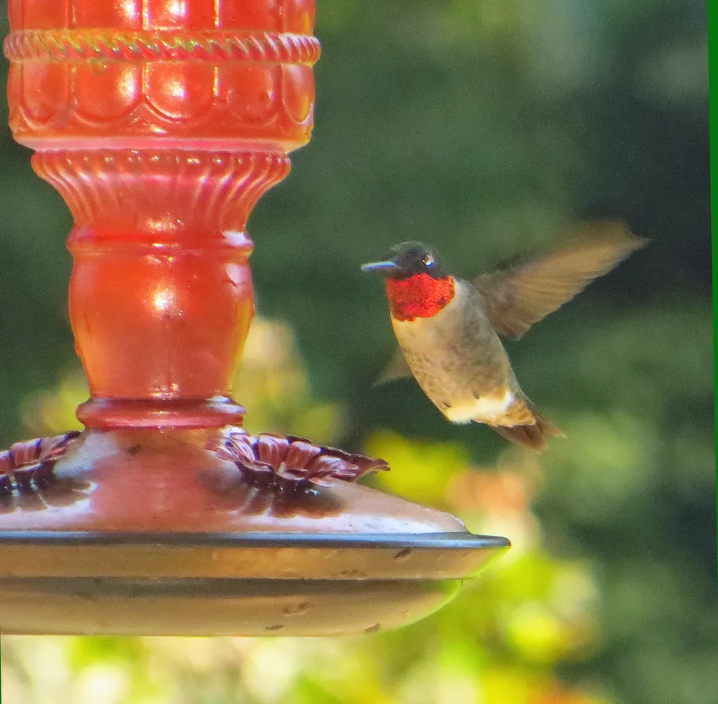 #17 - They Nearly Double Their Body Weight Before Leaving (C. L. Ricketson, Flickr, CC BY 2.0)