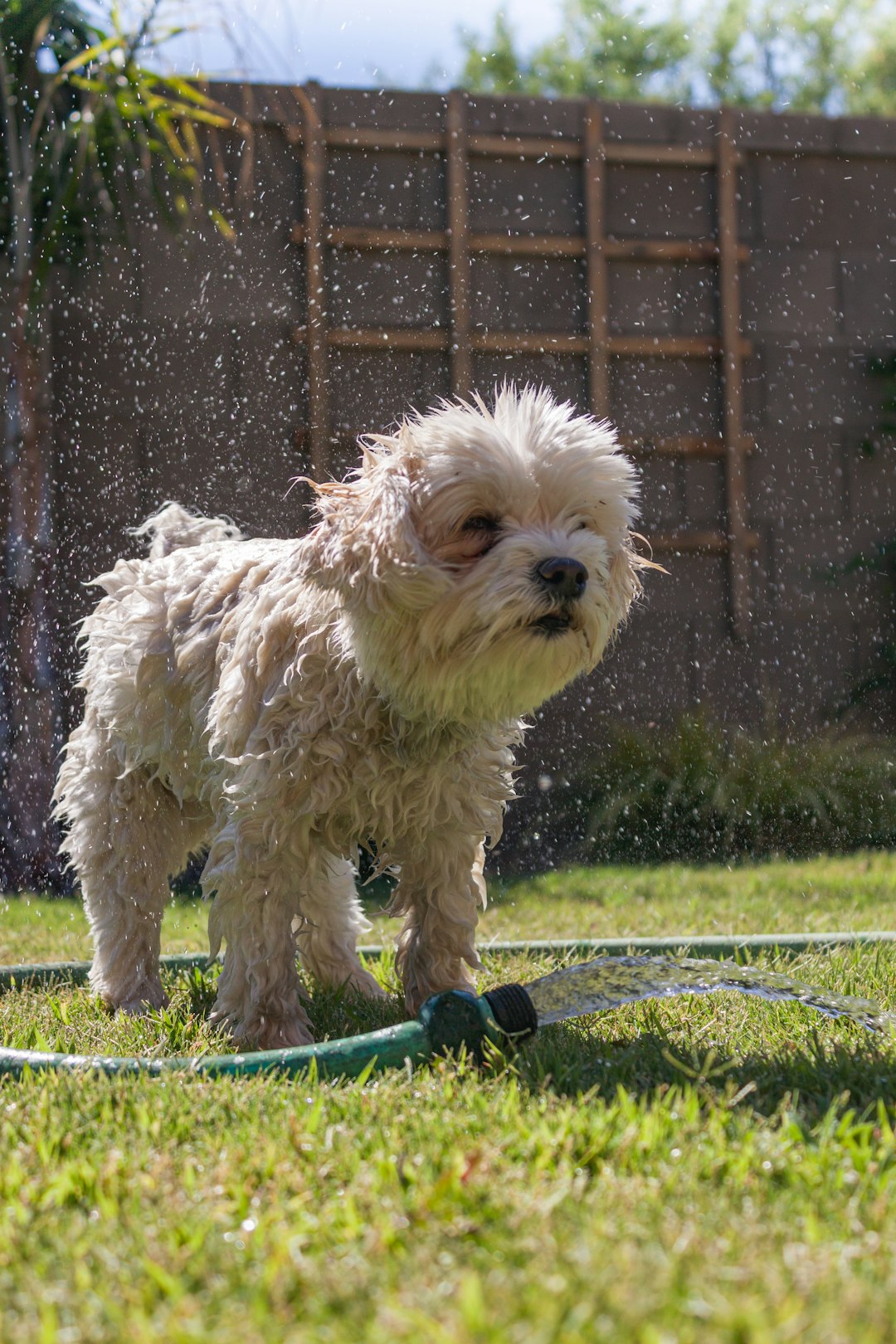 Havanese (Image Credits: Unsplash)