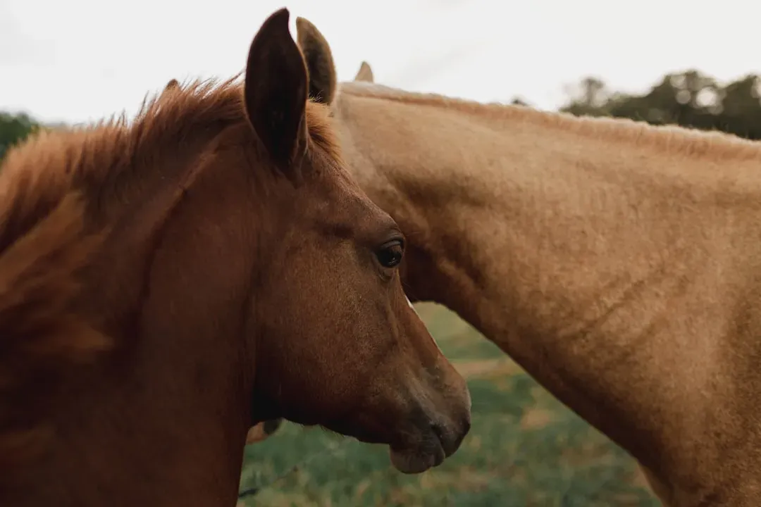 Conclusion: The Emotional Partnership You Didn't Know You Had (Image Credits: Unsplash)