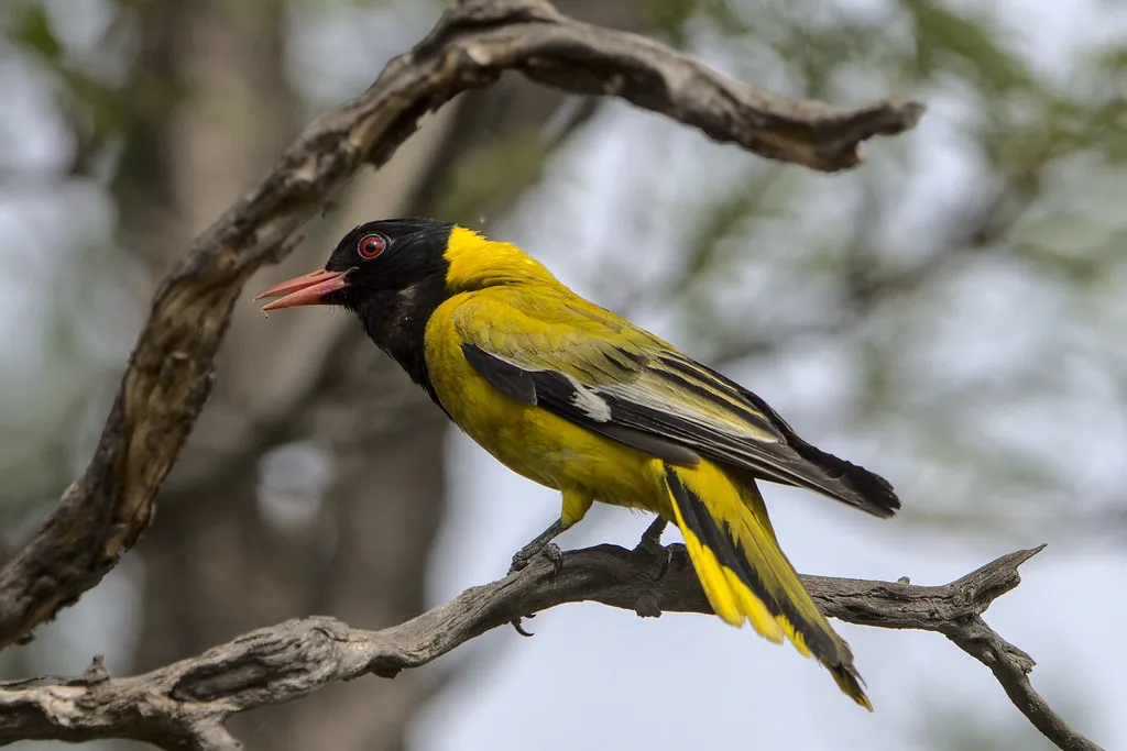 Conclusion: Build a Real Habitat, Not Just a Photo Opportunity (Derek Keats, Flickr, CC BY 2.0)