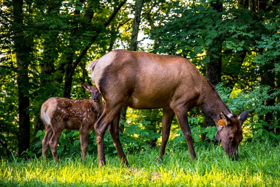 Conclusion: Two Mothering Strategies, One Wild Lesson (Image Credits: Pexels)