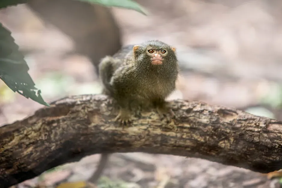 15. The Pygmy Marmoset: The World's Smallest Monkey (Image Credits: Pexels)