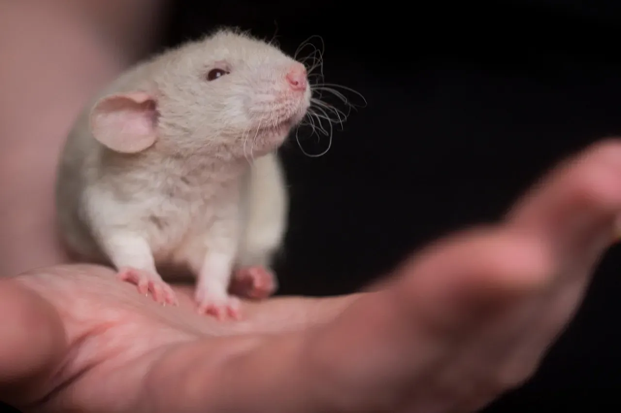 12. The Rat (Again): Science's Unsung Hero in Medicine (Image Credits: Pixabay)
