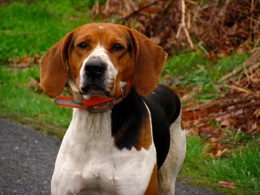 #12 - Coonhounds and Other Large Hounds (alex_ford, Flickr, CC BY 2.0)