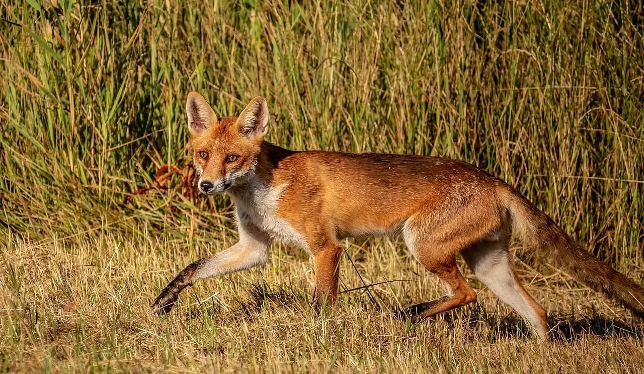 Birth Number 5: The Clever Fox (Image Credits: Pixabay)