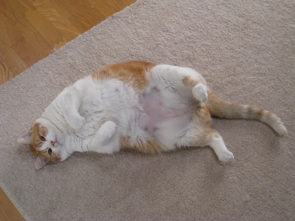 #11 - Overweight Cats Get Judged for Their Size Alone (danperry.com, Flickr, CC BY 2.0)