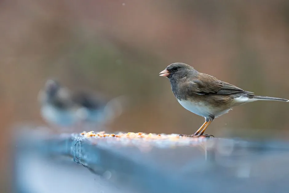 7. Nature's Way Cedar Combo Feeder: The All-in-One Classic (Image Credits: Pexels)