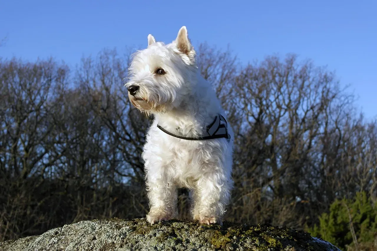 #15. West Highland White Terrier (Westie) (Image Credits: Pixabay)