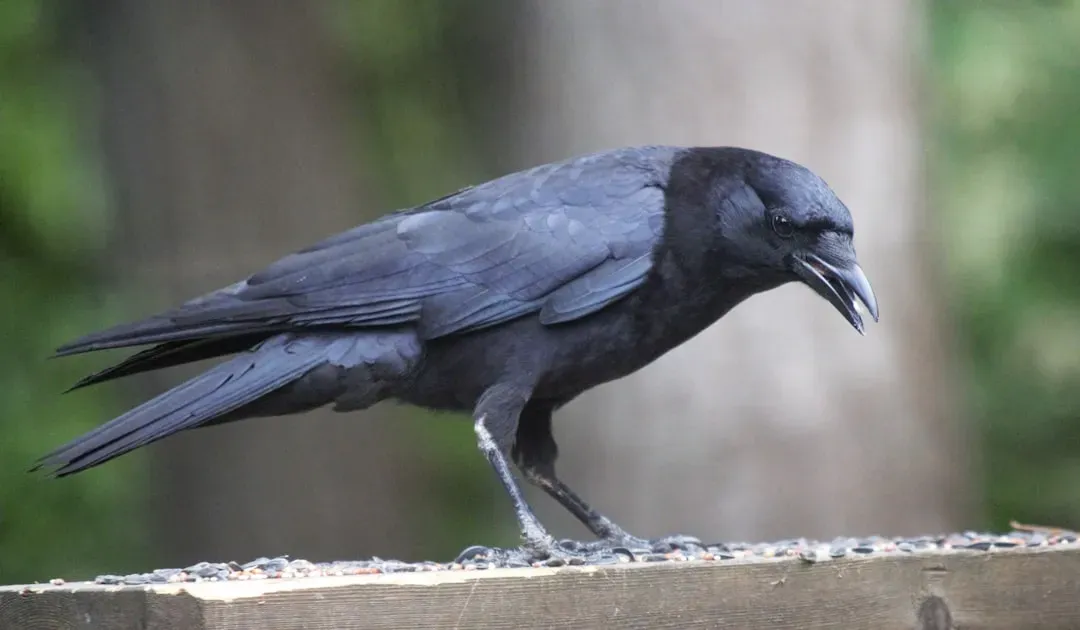#6 - American Crows Roost in Unexpected Numbers Ahead of Fronts (Image Credits: Unsplash)