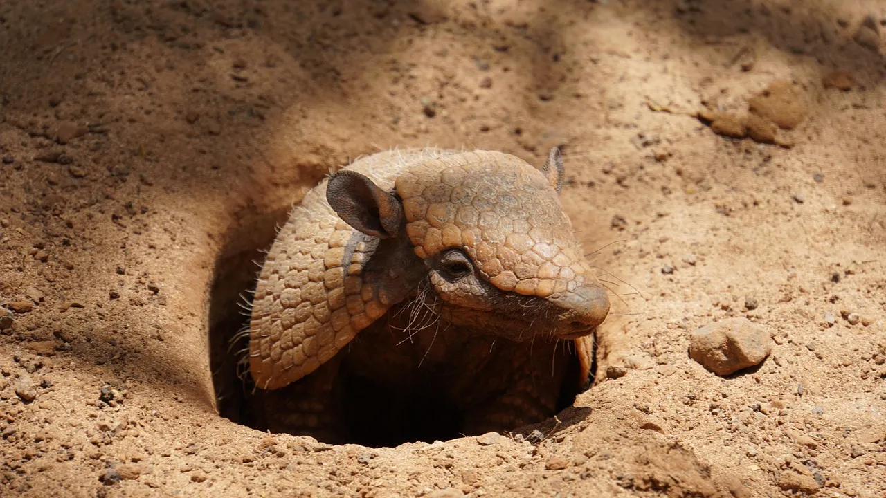 #5 Georgia: Quietly Becoming Armadillo Country (Image Credits: Pixabay)