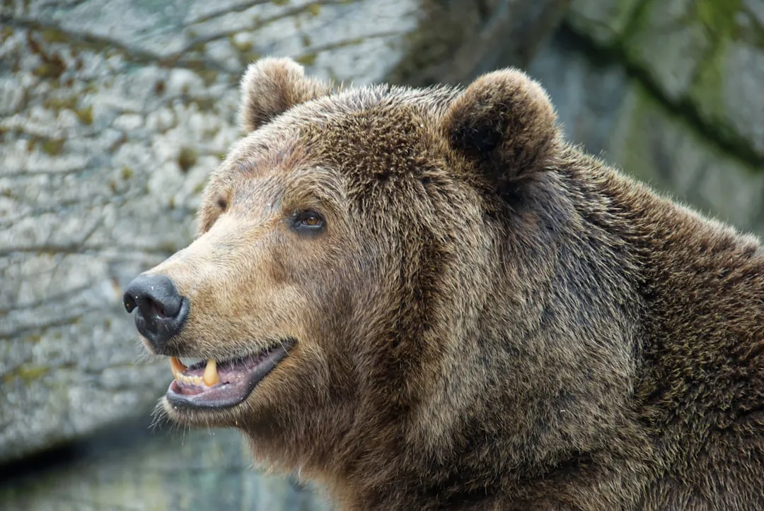 #5 - Bears: Grudge-Keepers With One Exception (Image Credits: Unsplash)