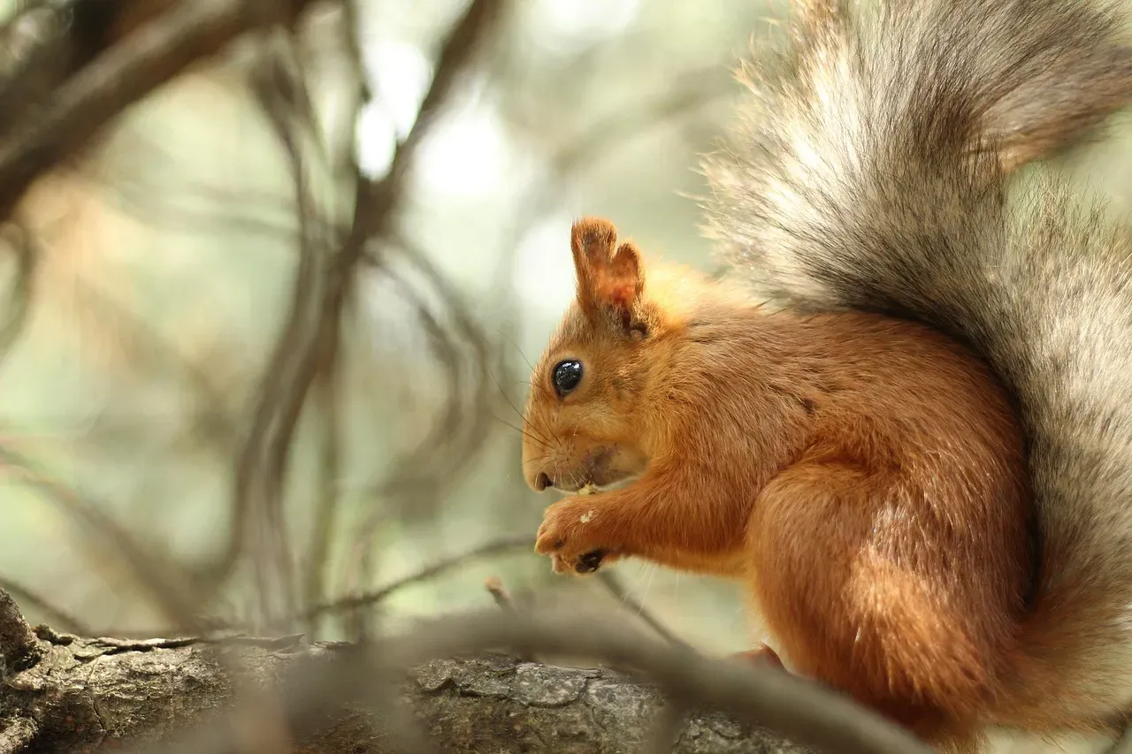 #5. Their Tails Are Multi-Tool Survival Instruments (Image Credits: Pixabay)