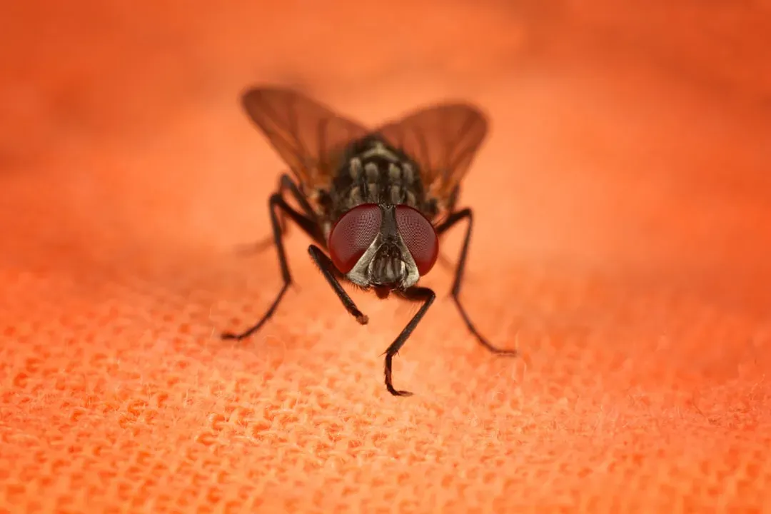 5. House Flies: Filthy Little Shuttle Buses for Germs (Image Credits: Unsplash)