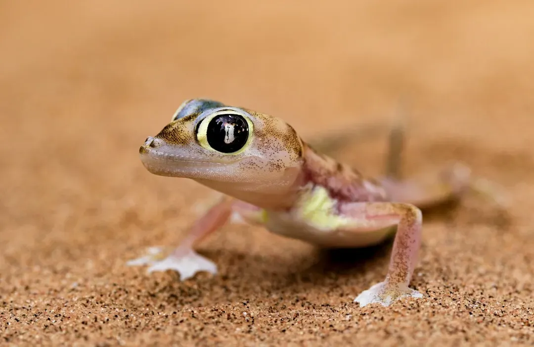 The Desert Rain Frog's Squeaky Toy Impression (Image Credits: Unsplash)