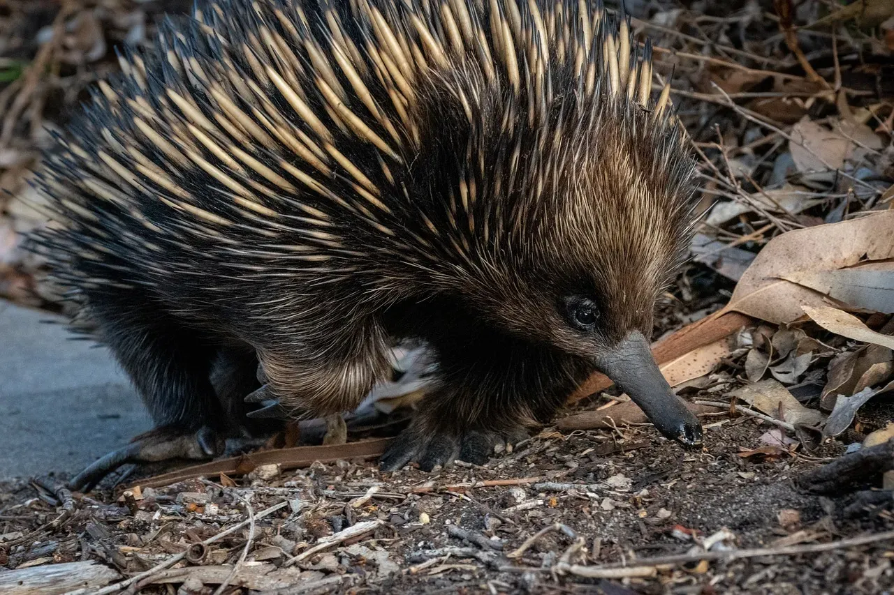 #4 Cancer (June 21 &ndash; July 22): Echidna (Image Credits: Pixabay)