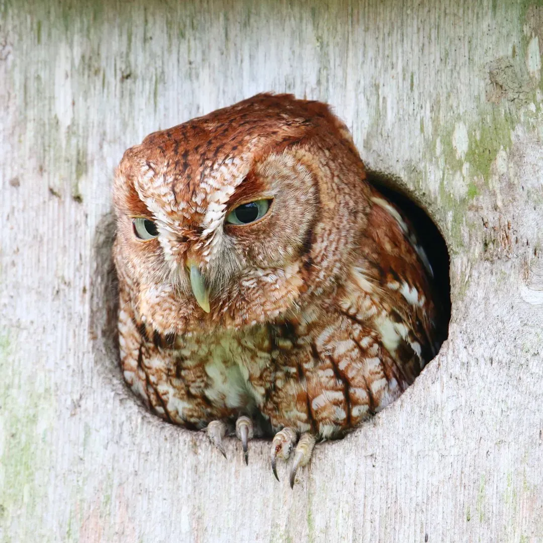#3 Gemini (May 21 &ndash; June 20): The Eastern Screech-Owl (Image Credits: Unsplash)