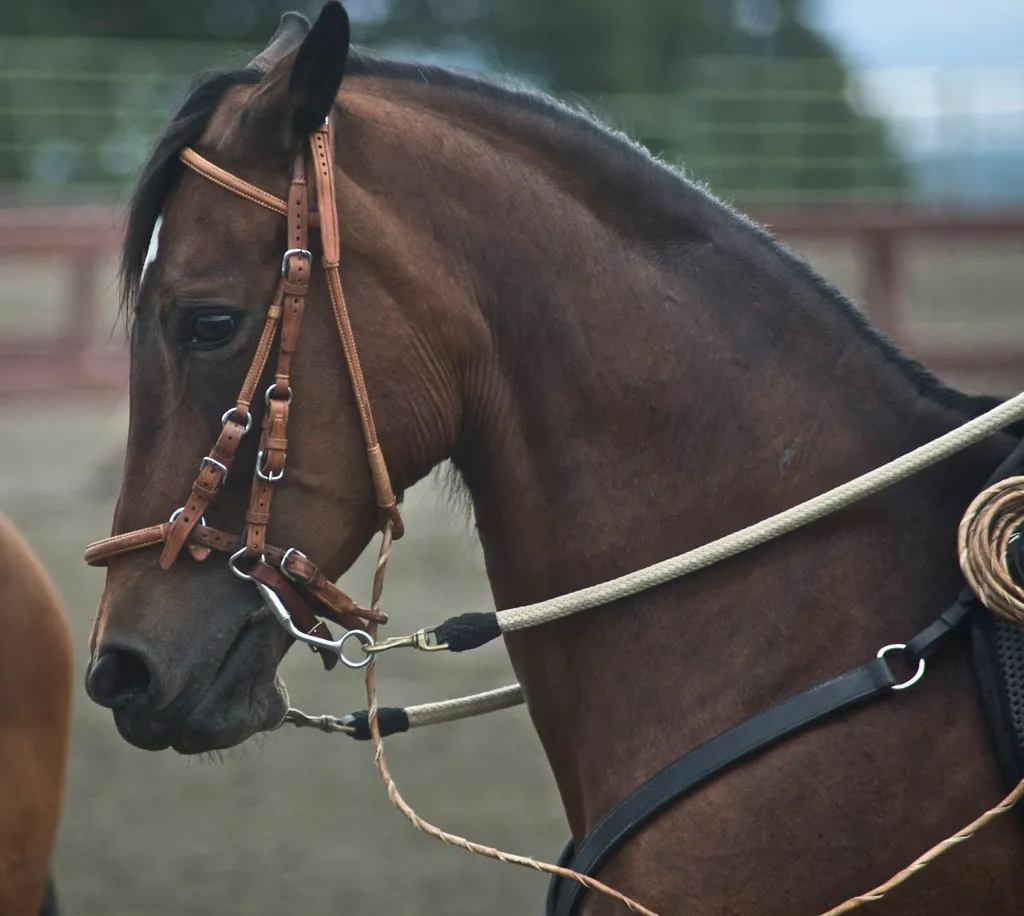 #20 - The Paso Fino (Just chaos, Flickr, CC BY 2.0)