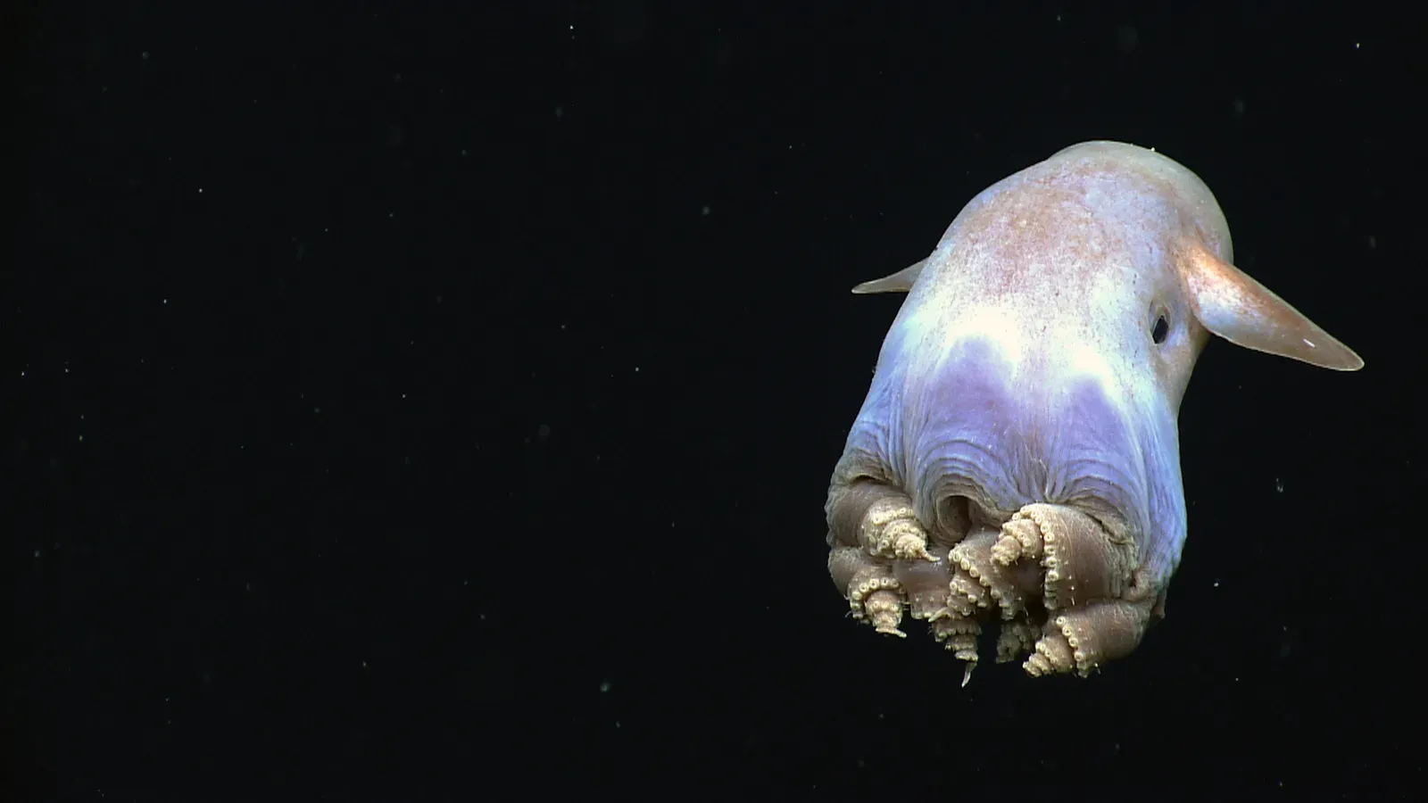 8. The Dumbo Octopus - The Gentle Ghost of the Deep Sea (By NOAA Okeanos Explorer, Public domain)