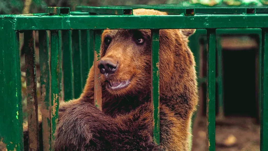12. Ben the Bear: Six Years in a Dog Kennel (Image Credits: Unsplash)