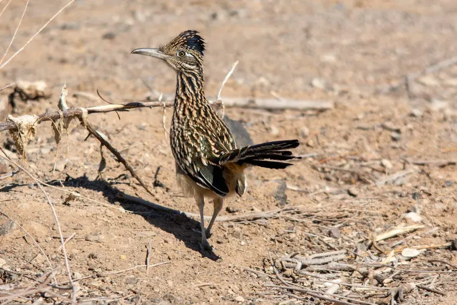 12. The Greater Roadrunner (New Mexico) - The Real-Life Cartoon Star (Image Credits: Pexels)
