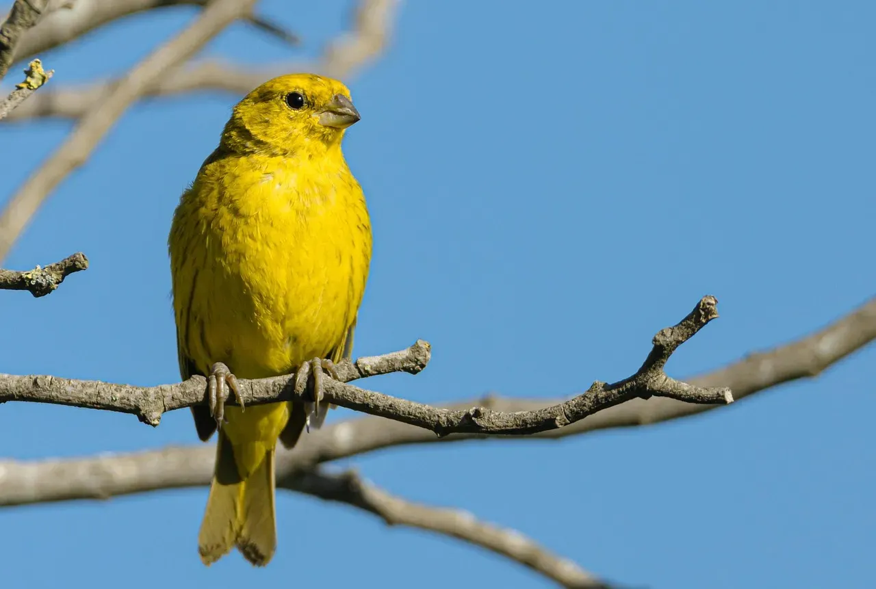 #3 They Form Flocks With a Special Name (Image Credits: Pixabay)
