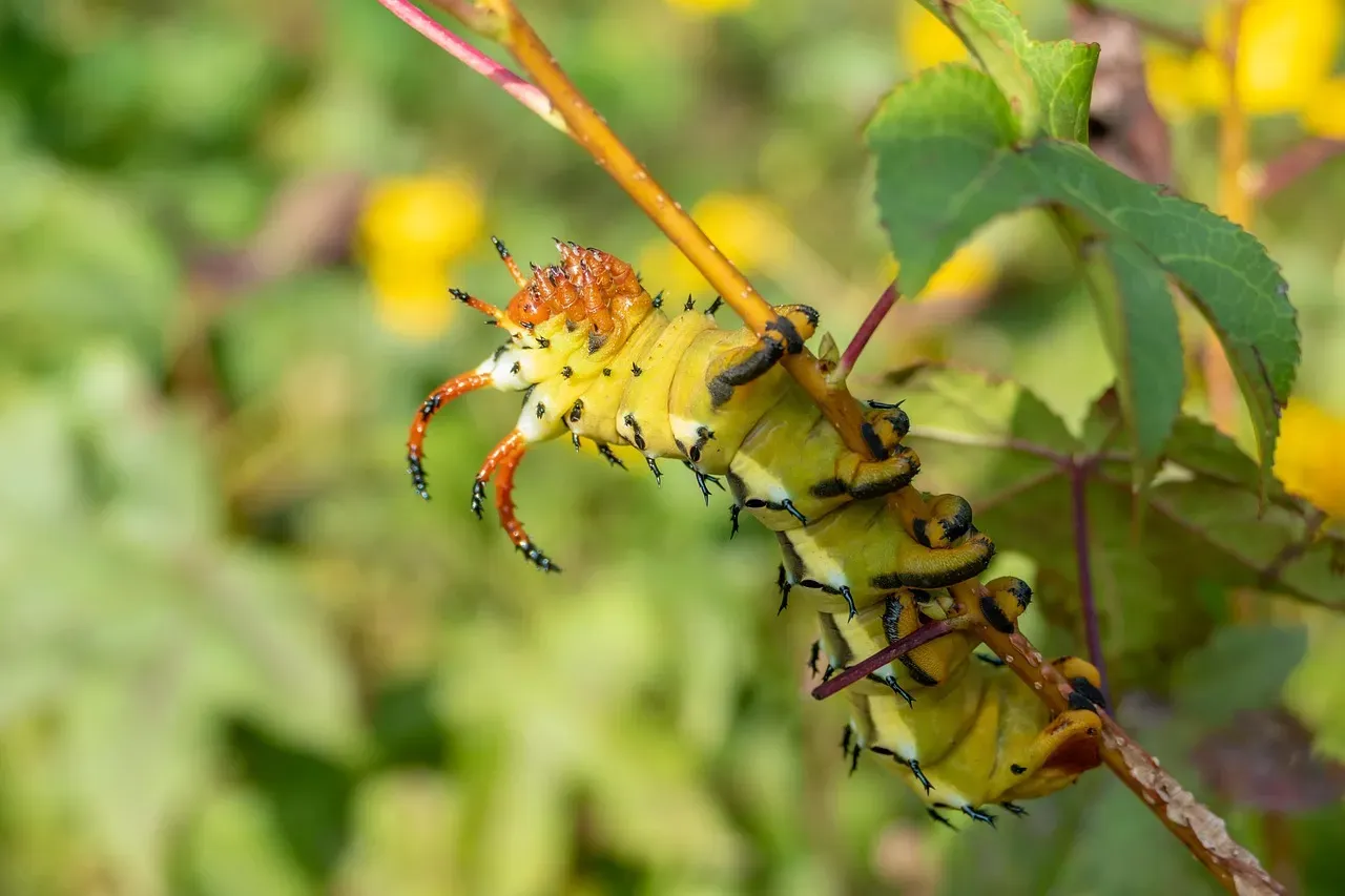 Hickory Horned Devil (Image Credits: Pixabay)