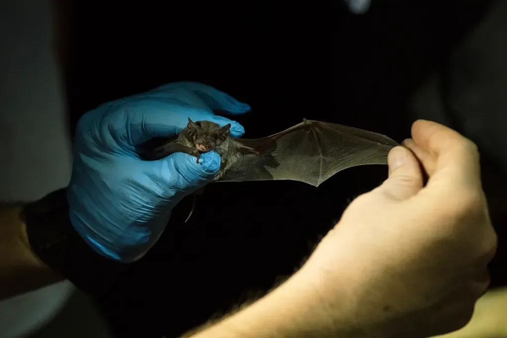 #2: There Are Well Over 1,400 Species of Bats Worldwide (Image Credits: Rawpixel)