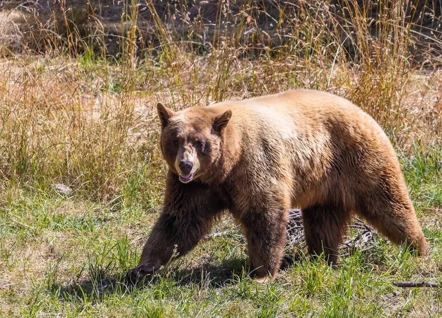 #7: Menstruation Attracts Bear Attacks (Image Credits: Pexels)