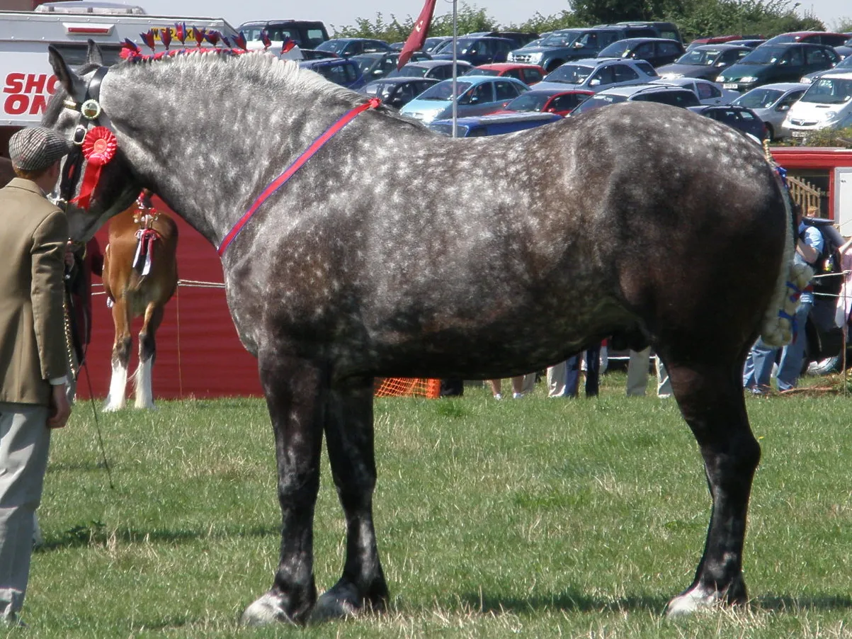#15 - Percherons: Gentle Giants With a Painful Inheritance (originally posted to Flickr as Fillongley Show 2010, CC BY-SA 2.0)