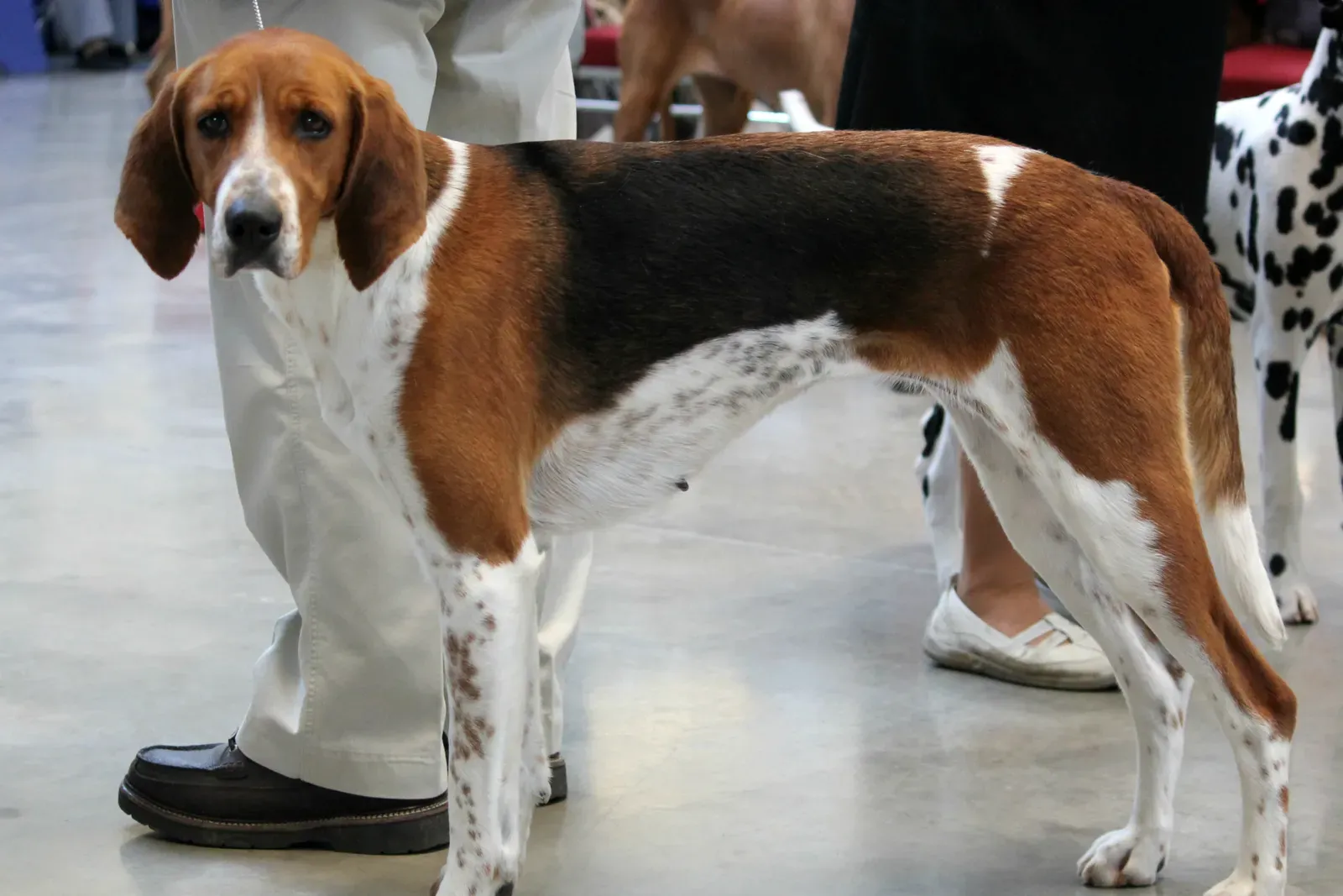 Creating the American Foxhound (Image Credits: Wikimedia)