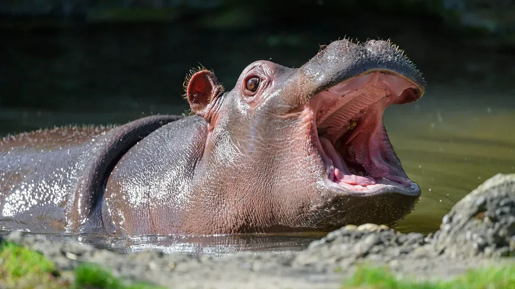 14. The Hippopotamus &ndash; Deceptively Dangerous River Dweller (Image Credits: Flickr)