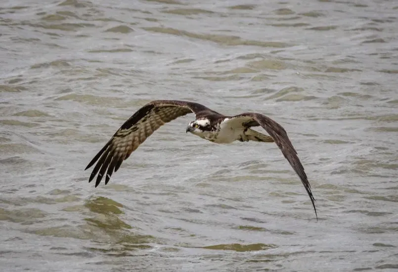 Why Ospreys Are A Powerful Indicator Of River Health (Image Credits: Pexels)
