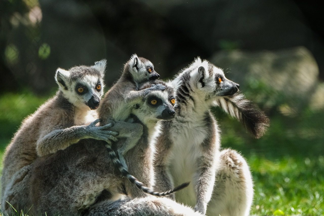 Libra: The Diplomatic Lemur (Image Credits: Pixabay)
