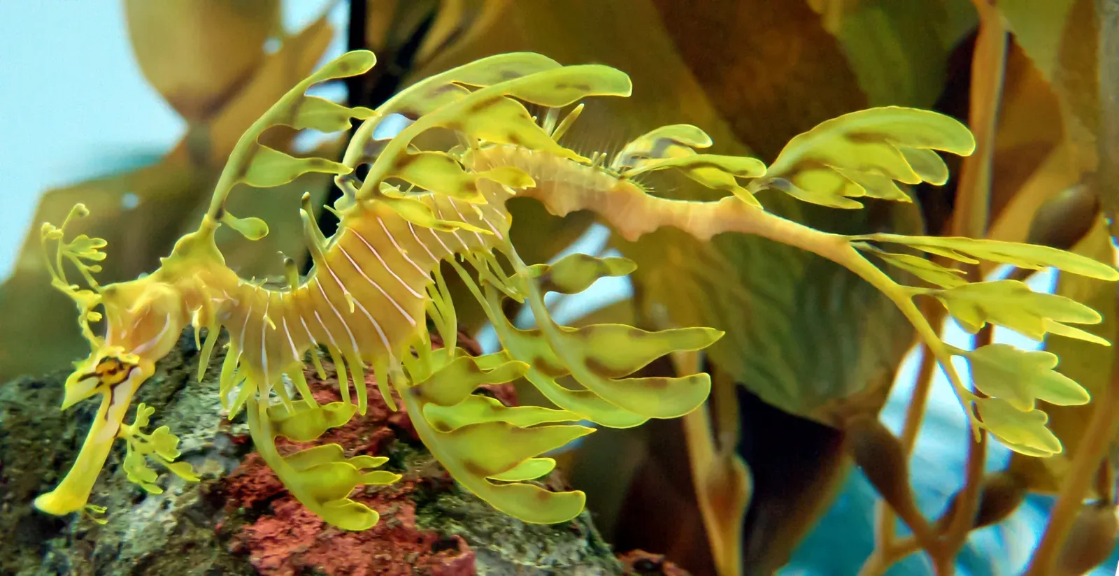 The Leafy Sea Dragon's Floating Garden Disguise (Image Credits: Wikimedia)