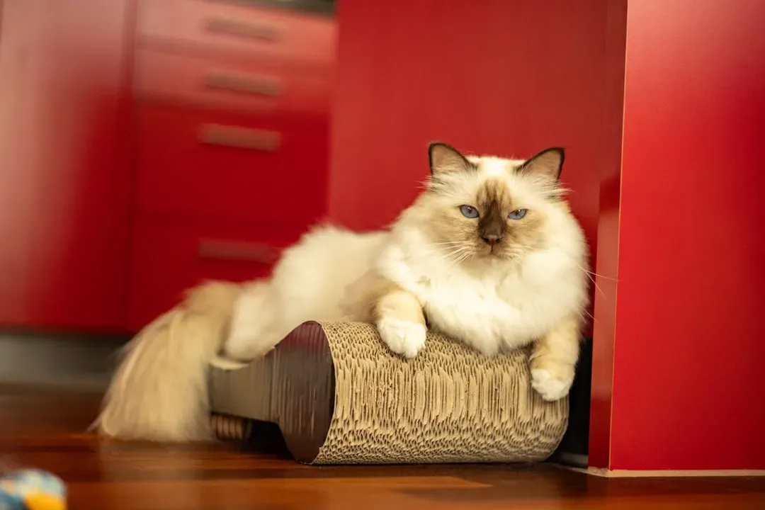 #10. Birman (Image Credits: Unsplash)