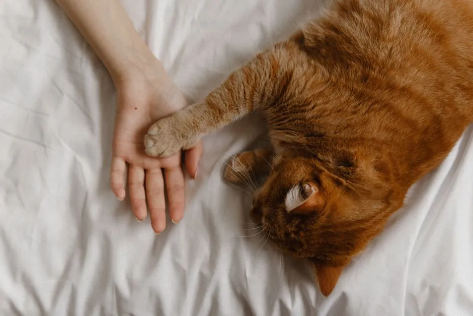 8. Gentle Pawing, Sniffing, Or Checking On Specific Body Areas (Image Credits: Pexels)