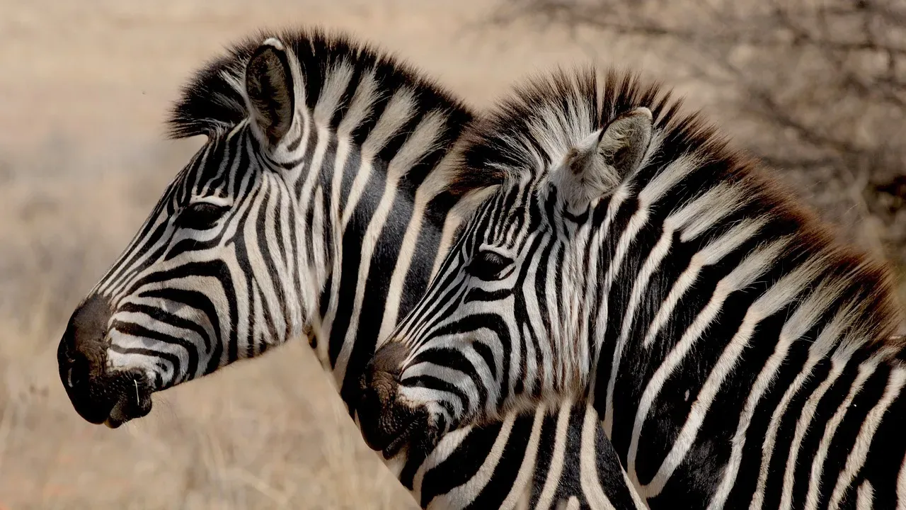 #3 Gemini (May 21 &ndash; June 20): The Zebra (Image Credits: Pixabay)