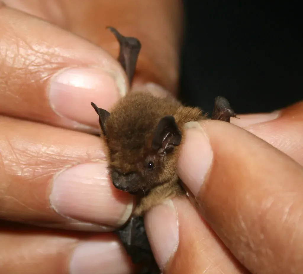 Bats: The Night Shift Pest Controllers (Image Credits: Flickr)