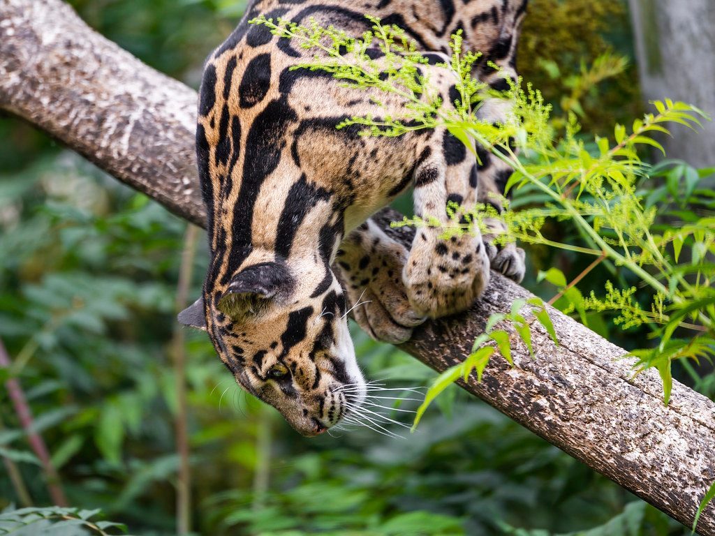 They're Built Like Acrobats With Superpowers (Image Credits: Flickr)