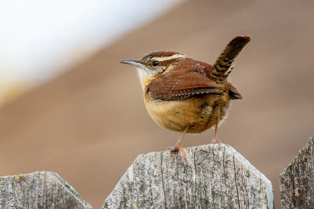#10. They Play a Vital Role in Controlling Garden Pests (Image Credits: Unsplash)
