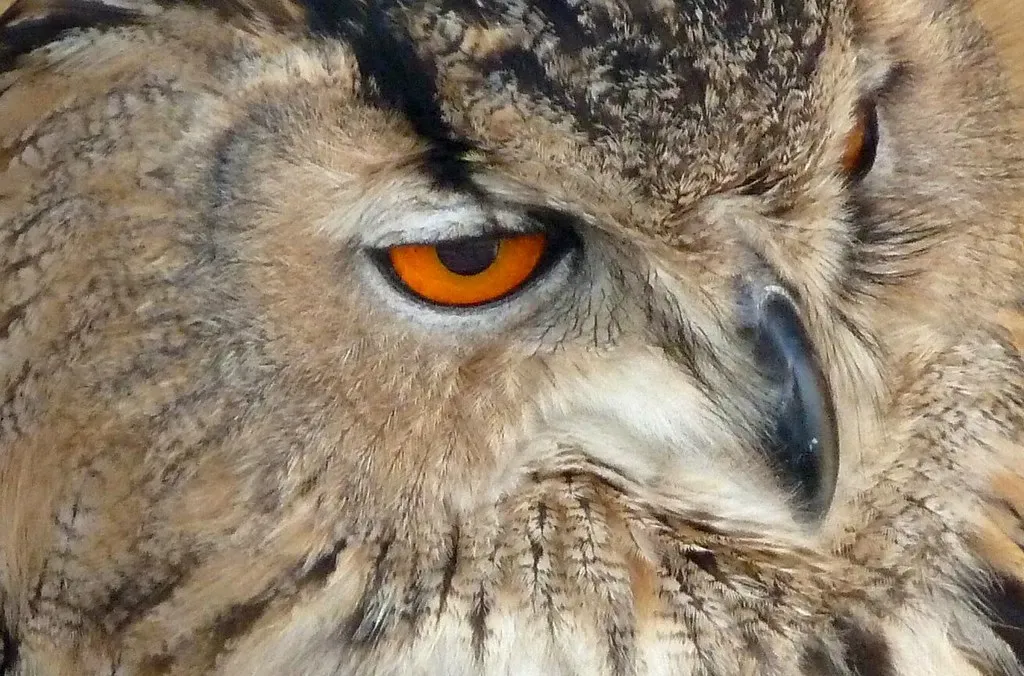 Conclusion: There's a Reason Owls Have Always Felt Personal (Thanks You For Visting..., Flickr, CC BY-SA 2.0)