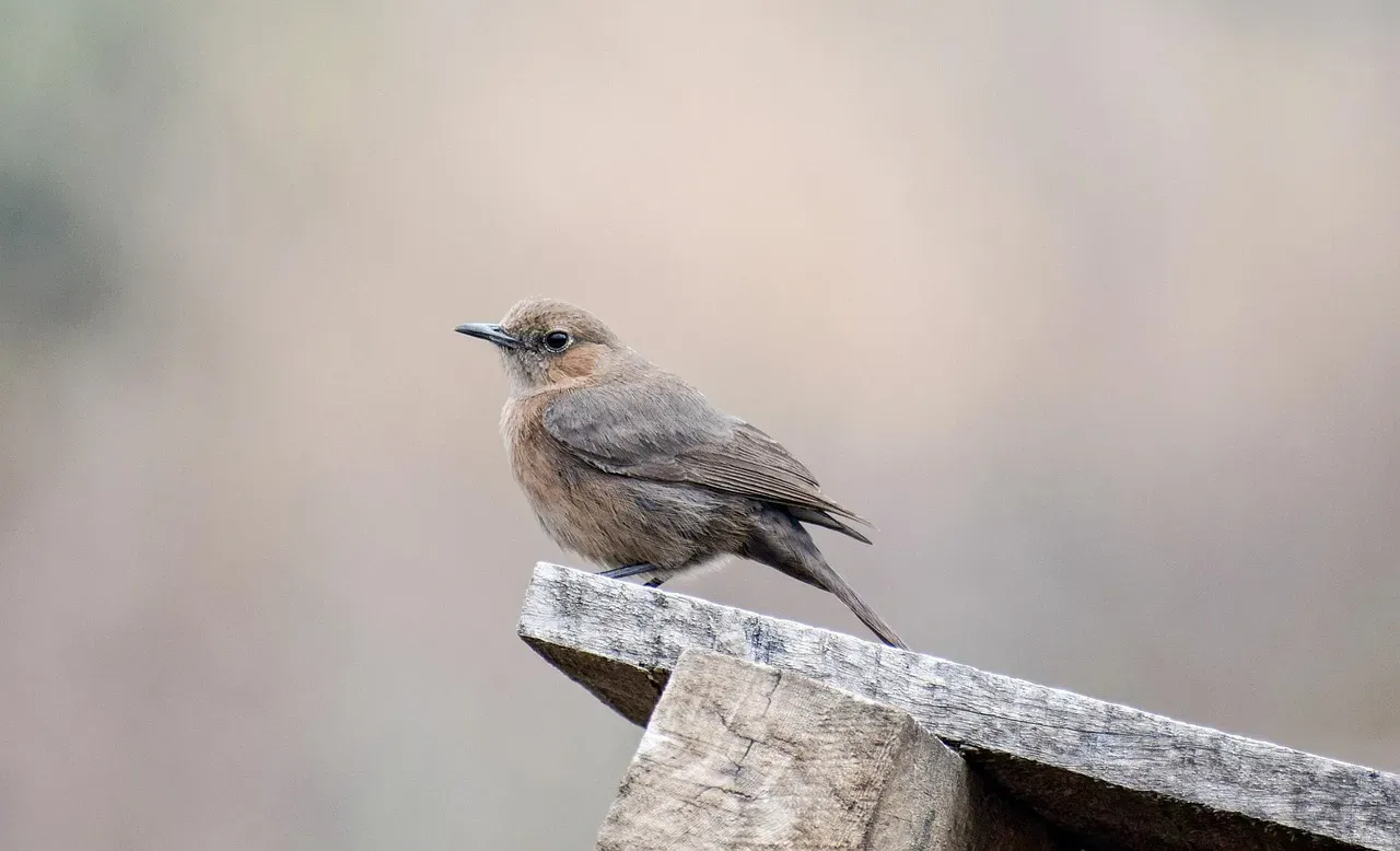 #7. Wrens Huddle Together in Winter to Survive the Cold (Image Credits: Pixabay)