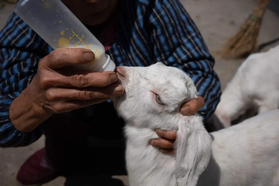 #2 - Bottle-Raised Goats That Think They're People (Image Credits: Unsplash)