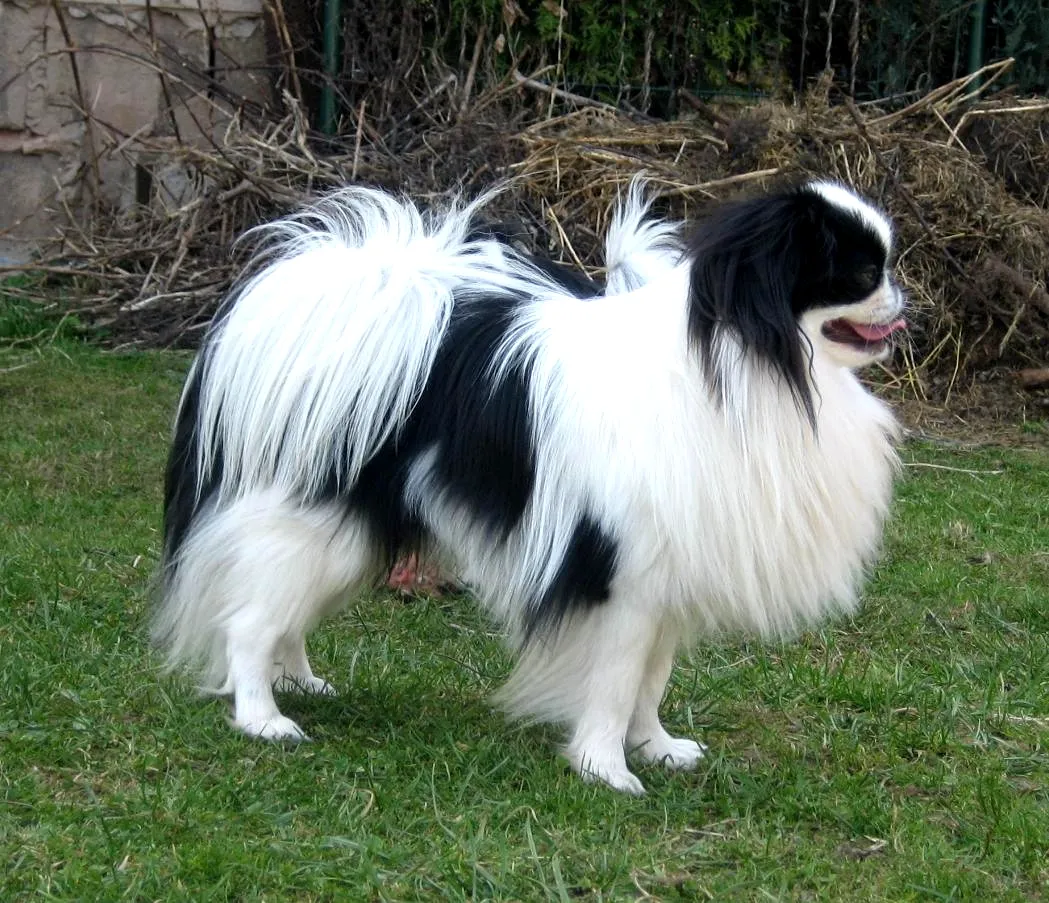#7 - Japanese Chin: Under-the-Radar Lap Specialist (Built for Quiet) (By Pointer8, CC BY-SA 3.0)