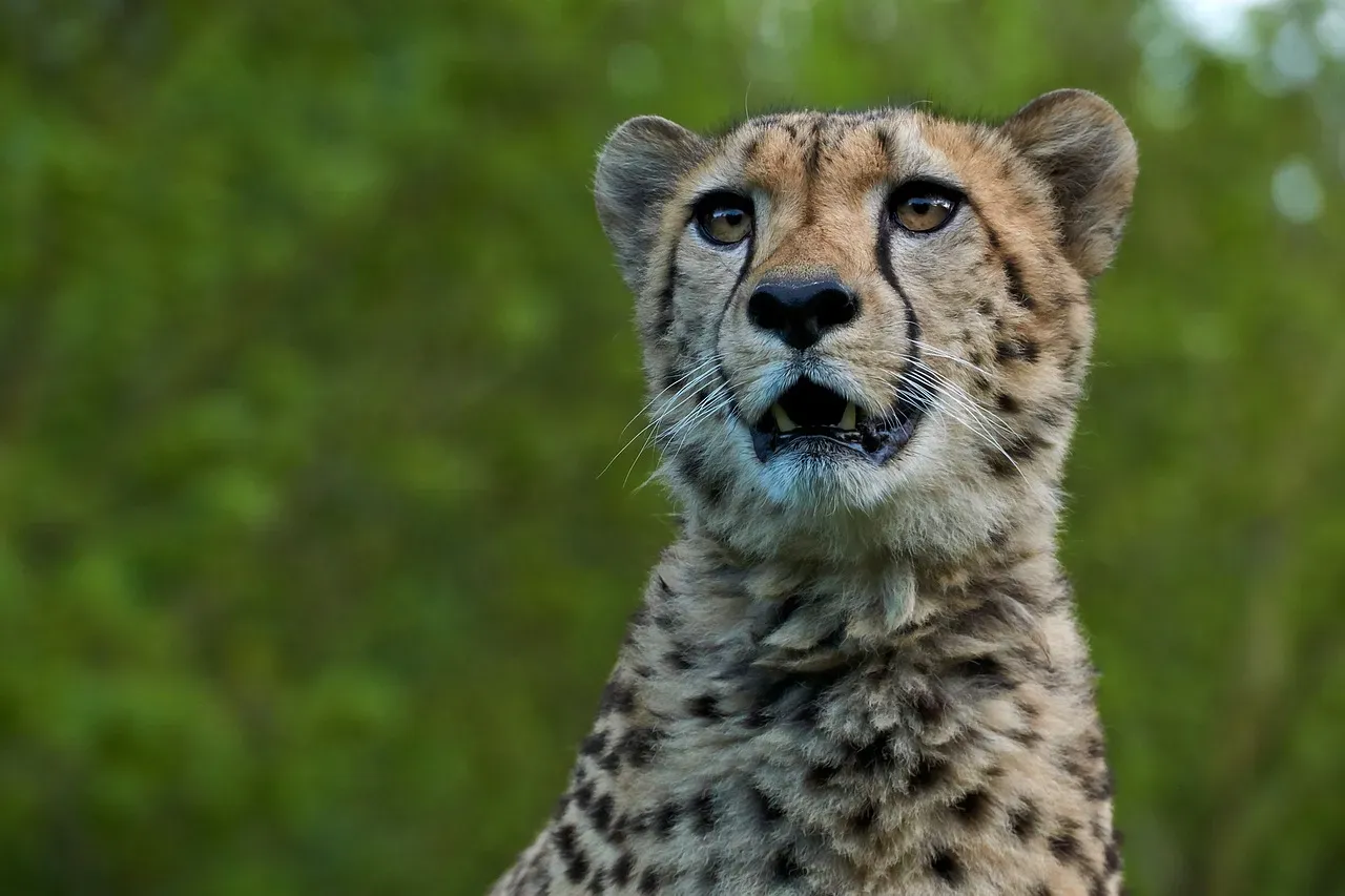 They Cannot Roar - They Chirp Like Birds (Image Credits: Pixabay)