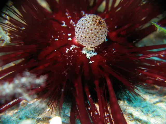 8. The Red Sea Urchin: The Spiky Centenarian Nobody Talks About (prilfish, Flickr, CC BY 2.0)